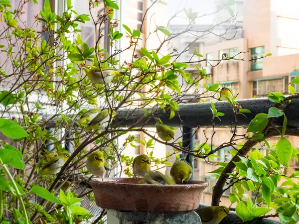 Japanese White Eye Zosterops Japonica — 스톡 사진