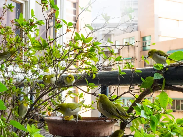 Japanese White Eye Zosterops Japonica — 스톡 사진