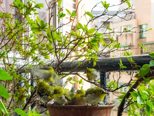 Japonský Bílý Oko Zosterops Japonica Vaně — Stock fotografie