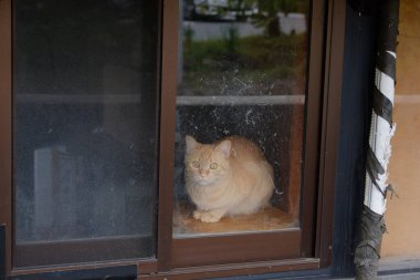 Yufuin, Japonya 'da turizm ve turizm turları için popüler bir yerdir..