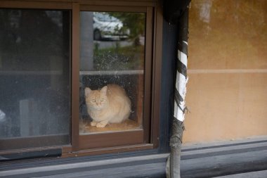 Yufuin, Japonya 'da turizm ve turizm turları için popüler bir yerdir..