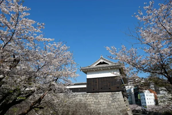 Fasada Zamku Kumamoto Kumamoto Japonia — Zdjęcie stockowe