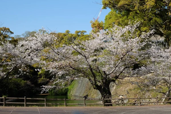 Façade Château Kumamoto Kumamoto Japon — Photo