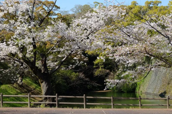 Πρόσοψη Κάστρου Kumamoto Στο Kumamoto Ιαπωνία — Φωτογραφία Αρχείου