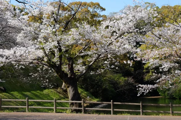 Façade Château Kumamoto Kumamoto Japon — Photo