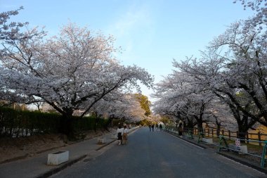 Kumamoto Kalesi cephesi Kumamoto, Japonya.