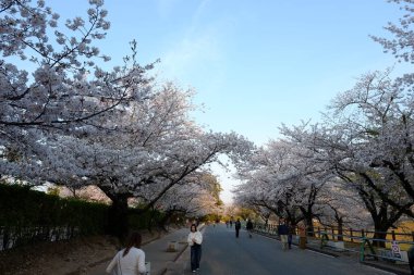 Kumamoto Kalesi cephesi Kumamoto, Japonya.