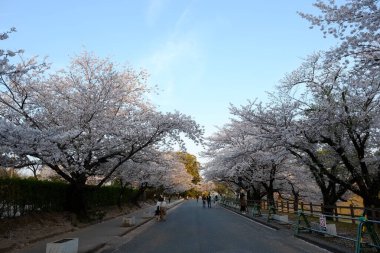 Kumamoto Kalesi cephesi Kumamoto, Japonya.