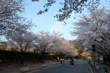 Kumamoto Kalesi cephesi Kumamoto, Japonya.