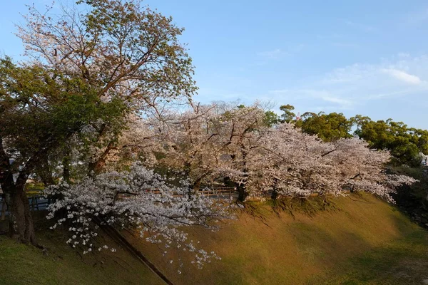 Kumamoto Slottsfasad Kumamoto Japan — Stockfoto