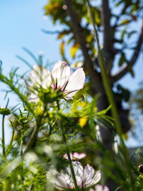 Bahçedeki güzel kozmos çiçeği