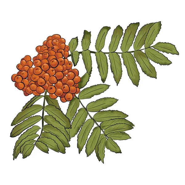 Clusters Ripe Rowan Berries Autumn Illustration Isolated — Stock Photo, Image