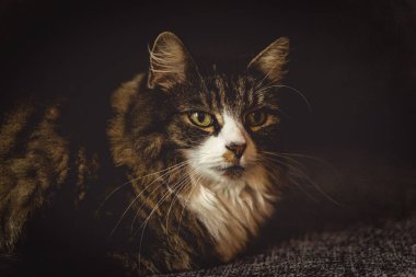 Maine Coon portre 2