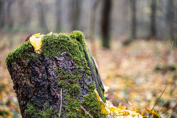 Old tree stump in the middle of the forest