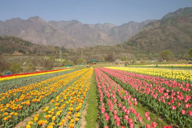 Srinagar, Hindistan (Nisan 2017) - Lale festivali - arka planda dağ ile bahçede birçok lale