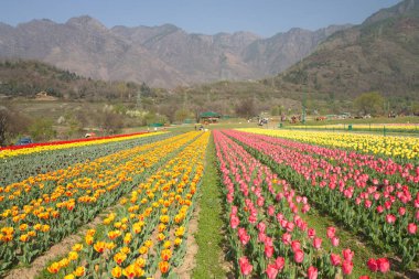 Srinagar, Hindistan (Nisan 2017) - Lale festivali - arka planda dağ ile bahçede birçok lale
