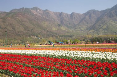 Srinagar, Hindistan (Nisan 2017) - Lale festivali - arka planda dağ ile bahçede birçok lale