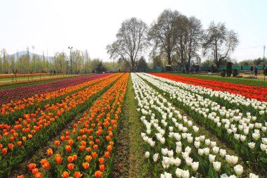 Srinagar, Hindistan (Nisan 2017) - Lale festivali - bahçede birçok lale 