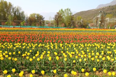 Srinagar, Hindistan (Nisan 2017) - Lale festivali - bahçede birçok lale 