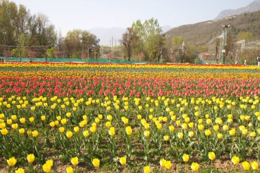 Srinagar, Hindistan (Nisan 2017) - Lale festivali - bahçede birçok lale 