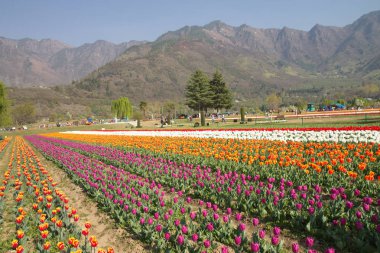 Srinagar, Hindistan (Nisan 2017) - Lale festivali - arka planda dağ ile bahçede birçok lale