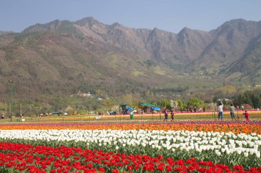 Srinagar, Hindistan (Nisan 2017) - Lale festivali - arka planda dağ ile bahçede birçok lale