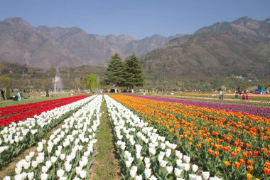 Srinagar, Hindistan (Nisan 2017) - Lale festivali - arka planda dağ ile bahçede birçok lale