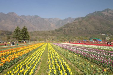 Srinagar, Hindistan (Nisan 2017) - Lale festivali - arka planda dağ ile bahçede birçok lale