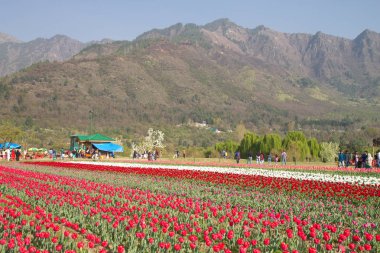 Srinagar, Hindistan (Nisan 2017) - Lale festivali - arka planda dağ ile bahçede birçok lale