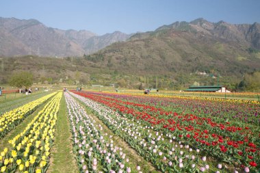 Srinagar, Hindistan (Nisan 2017) - Lale festivali - arka planda dağ ile bahçede birçok lale