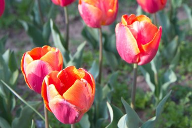 Srinagar, Hindistan (Nisan 2017) - Lale festivali - bahçede birçok lale