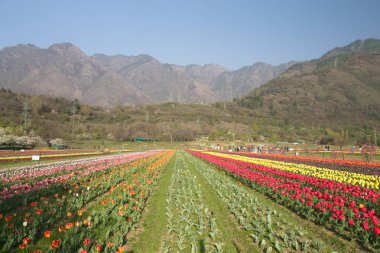 Srinagar, Hindistan (Nisan 2017) - Lale festivali - arka planda dağ ile bahçede birçok lale
