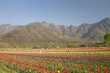 Srinagar, Hindistan (Nisan 2017) - Lale festivali - arka planda dağ ile bahçede birçok lale