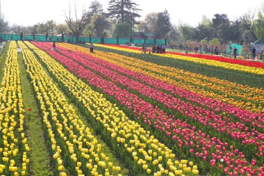 Srinagar, Hindistan (Nisan 2017) - Lale festivali - bahçede çok güzel renkli laleler 