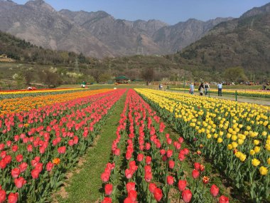 Srinagar, Hindistan (Nisan 2017) - Lale festivali - arka planda dağ ile bahçede birçok renkli lale (sarı, kırmızı, turuncu, beyaz)
