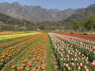 Srinagar, Hindistan (Nisan 2017) - Lale festivali - arka planda dağ ile bahçede birçok renkli lale (sarı, kırmızı, turuncu, beyaz)