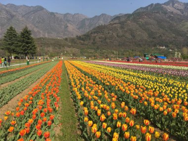 Srinagar, Hindistan (Nisan 2017) - Lale festivali - arka planda dağ ile bahçede birçok renkli lale (sarı, kırmızı, turuncu, beyaz)