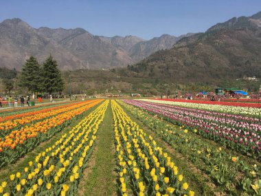 Srinagar, Hindistan (Nisan 2017) - Lale festivali - arka planda dağ ile bahçede birçok renkli lale (sarı, kırmızı, turuncu, beyaz)