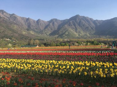 Srinagar, Hindistan (Nisan 2017) - Lale festivali - arka planda dağ ile bahçede birçok lale