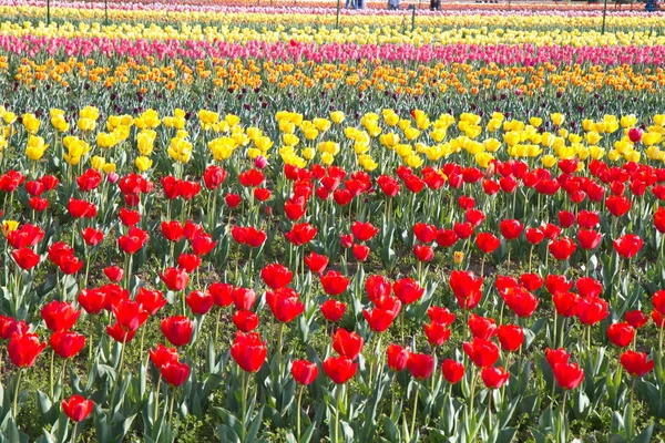 Сринагар Индия Апрель 2017 Года Праздник Тюльпанов Много Красивых Цветных — стоковое фото