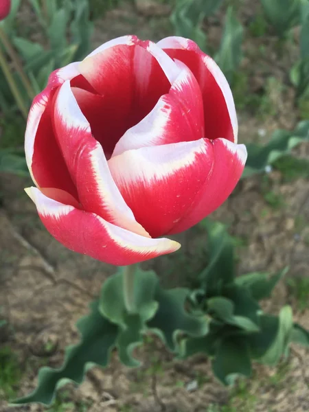 Srinagar Índia Abril 2017 Festival Tulipa Tulipa Vermelha Jardim — Fotografia de Stock