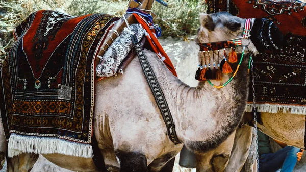 Heldere Kameel Cappadocië Goreme — Stockfoto