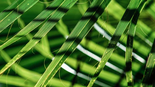 Тінь Пальмового Листя Туреччині — стокове фото