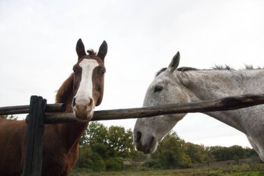 Beyaz ve kahverengi at üstünde kış yağmurlu bir günde. Arka plan beyaz gökyüzü.