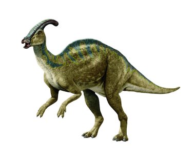 Bağıran erkek parasaurolophus gösterimi