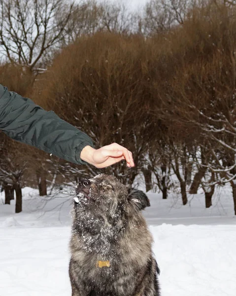 Mężczyzna Głaszcze Psa Zamknęła Oczy Winter Park — Zdjęcie stockowe