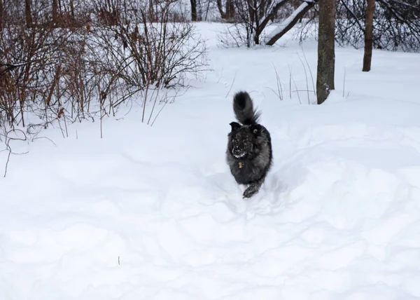 Big Shaggy Fluffy Dog Runs White Snow Winter Forest — Stock Photo, Image