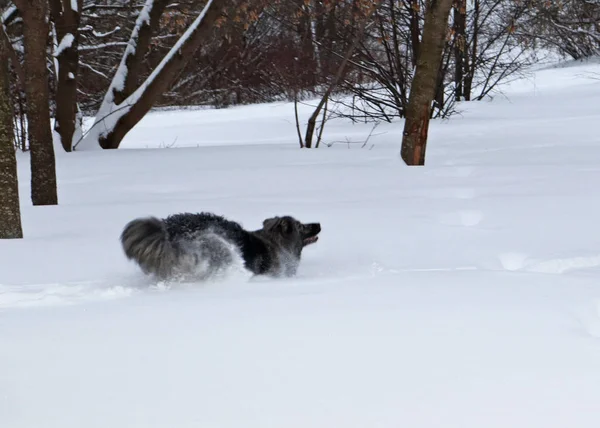 Pluizig Shaggy Grote Hond Snel Zbezhit Sneeuw Het Bos — Stockfoto