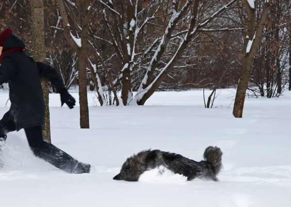 Mężczyzna Płaszczu Biegnie Duże Puszyste Psa Lesie Zima Śnieg — Zdjęcie stockowe
