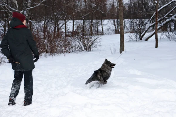 a man stands with a stick in his hand, a dog runs away from him in a winter snowy forest